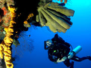 Tube Sponges, Cayman Islands. Photo by Cayman Islands Tourist Board
