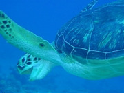 Turtle conservation holidays, main image