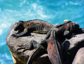 Galapagos wildlife