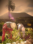Wine picking at Vendimia