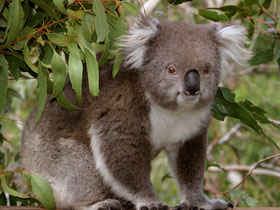 Koala, Victoria