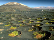 Vinyards in picon of La Geria, Lanzarote. Photo by Lanzarote Tourist Board
