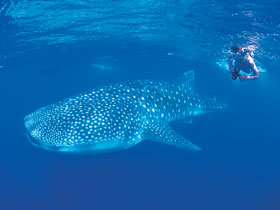 Whaleshark, Western Australia