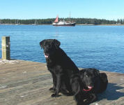 Labrador