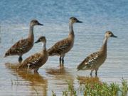 West Indian Whistling Duck, Cayman Islands. Photo by Cayman Islands Tourist Board
