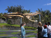 Whale skeleton at Museo de Cetáceos de Canarias, Lanzarote. Photo by Lanzarote Tourist Board