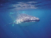 Whale shark, Djibouti sea trek