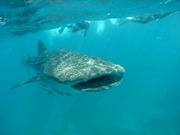 Whale shark diving holidays, main image