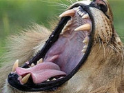 Wildlife conservation, main image