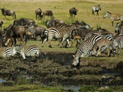 Wildlife holidays, main image