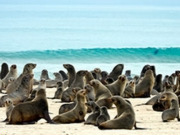 Wildlife holidays with beach, main image