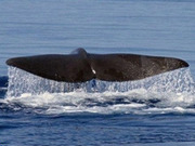 Winter whale watching holidays, main image