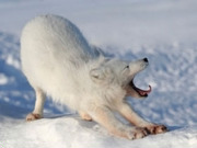Winter wildlife tracking holidays, main image