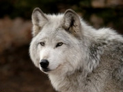 Wolf  holidays, main image