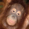primate