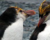 NZ Subantarctic Islands
