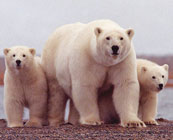 Polar bears