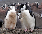 Misplaced wildlife
