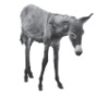 Happy Horse Code, © The Brooke