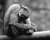 San José Zoo