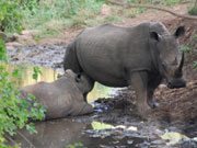 Rhino and baby, KwaZulu-Natal. Photo by Richard Madden
