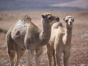 Camels on Fuerteventura. Photo by Nick Haslam
