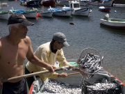 Landing sardines in El Cotillo, Fuerteventura. Photo by Nick Haslam
