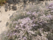 Indigenous plants on Isla de los Lobos, Fuerteventura. Photo by Nick Haslam