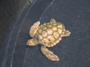 Loggerhead turtle bred on Fuerteventura. Photo by Nick Haslam