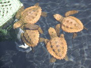 Young Loggerhead turtles bred on Fuerteventura. Photo by Nick Haslam