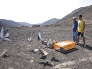 Releasing homing pigeons near Morro Jable on Fuerteventura. Photo by Nick Haslam
