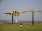 Sperm whale skeleton in Morro Jable, Fuerteventura. Photo by Nick Haslam