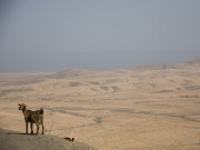 Northern Fuerteventura and goat. Photo by Nick Haslam