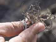 Orchilla lichen, Fuerteventura. Photo by Nick Haslam