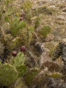 Cactus on Tindaya, Fuerteventura. Photo by Nick Haslam