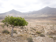 Fig tree in valley below Tindaya, Fuerteventura. Photo by Nick Haslam