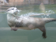 Asian Otter at Oasis Park La Lajita, Fuerteventura. Photo by Nick Haslam