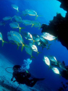 Diving at Corralejo, Fuerteventura. Photo by Xavi Safont, Dive Center Corralejo