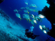 Dive Center Corralejo, Fuerteventura. Photo by Xavi Safont