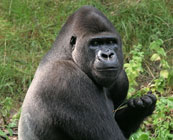 Gorilla safaris
