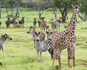 Selous Game Reserve