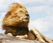 Canned hunting