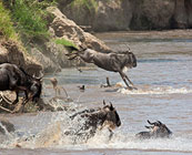 The Masai Mara