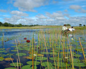 Okavango Delta