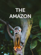 Amazon Rainforest