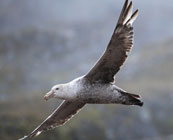 Fearless wildlife