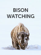 Bison watching