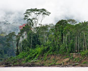 The Amazon