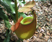 Fabulous flora