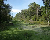 Amazon wildlife